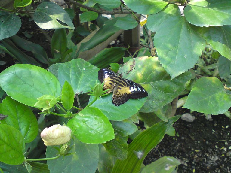 papillorama_april-09_(18).jpg