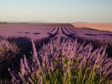 Plateau de Valensole
